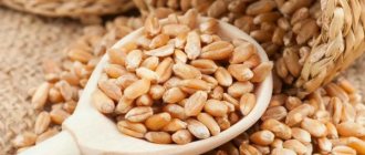 Какую пшеницу выбрать для проращивания