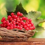 Калина имеет массу полезных веществ