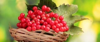 Калина имеет массу полезных веществ