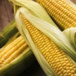 Калорийность кукурузы и особенности её состава: витамины, минералы и полезные свойства царицы полей