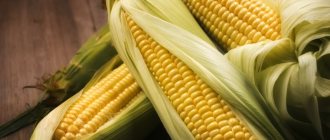 Калорийность кукурузы и особенности её состава: витамины, минералы и полезные свойства царицы полей