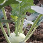 капуста кольраби полезные свойства и противопоказания