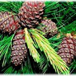 Кедр с шишками