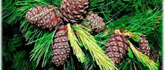 Кедр с шишками
