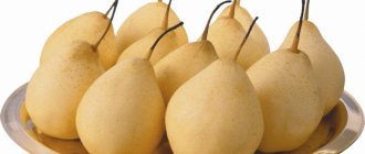 Китайская груша: польза и вред для организма, противопоказания