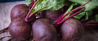 Корнеплоды свеклы