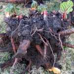 Корневище ревеня