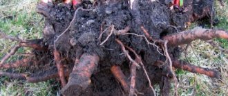 Корневище ревеня