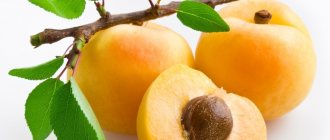 Красивый и полезный фрукт