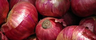 Красный лук