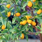 Кумкват на дереве