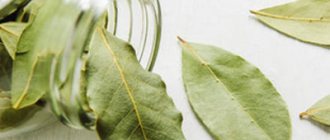 лавровый лист для похудения