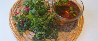 Лечебные свойства и применение брусники в народной медицине