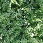 Лечебные свойства листьев черники для организма