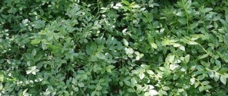 Лечебные свойства листьев черники для организма