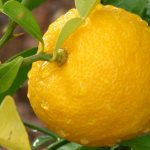 Лимон, лекарственные свойства, пищевые и лекарственные растения, энциклопедия, рецепт приготовления, настойка, отвар, препарат, медикамент, лекарство, инструкция по применению, описание препарата, как принимать, отзывы о препарате, противопоказания при беременности, дозировка детям и взрослым, передозировка симптомы, при каких заболеваниях и болезнях, что за препаратчто за препарат, синдром отмены, заболевание, болезни, диагноз, показания к применению, как хранить, где купить, цены в интернете и стоимость в аптеке Москвы, купить в Киеве, Астане, наличие в аптеках в Санкт-Петербурге, народная медицина