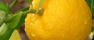 Лимон, лекарственные свойства, пищевые и лекарственные растения, энциклопедия, рецепт приготовления, настойка, отвар, препарат, медикамент, лекарство, инструкция по применению, описание препарата, как принимать, отзывы о препарате, противопоказания при беременности, дозировка детям и взрослым, передозировка симптомы, при каких заболеваниях и болезнях, что за препаратчто за препарат, синдром отмены, заболевание, болезни, диагноз, показания к применению, как хранить, где купить, цены в интернете и стоимость в аптеке Москвы, купить в Киеве, Астане, наличие в аптеках в Санкт-Петербурге, народная медицина