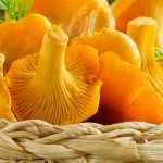 Лисички полезеы при снижении веса