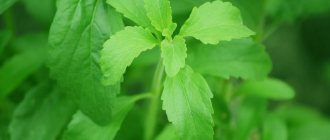 Листья стевии