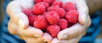 Малина польза и вред