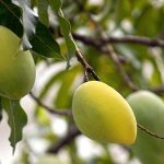 манго-на-дереве