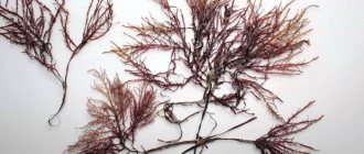 Мармелад с агар-агаром. Рецепт, как приготовить пошагово с фото