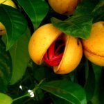 Мускатный орех растение.jpg