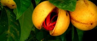 Мускатный орех растение.jpg