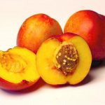 нектарин калорийность