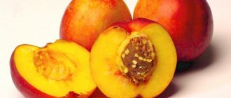 нектарин калорийность