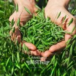 Овсом засевают целые поля