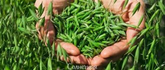 Овсом засевают целые поля