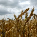 Овсяное поле