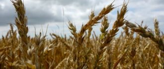 Овсяное поле