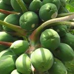 папайя-на-дереве