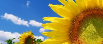 подсолнечник