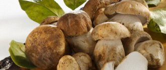 Полезны ли грибы для человека?