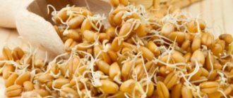 Полезные и лечебные свойства пророщенной пшеницы
