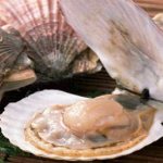 Полезные свойства морского гребешка
