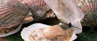 Полезные свойства морского гребешка