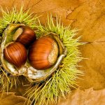 Польза и вред, калорийность каштана съедобного. Интересные факты, говорящие о пользе и вреде съедобных каштанов