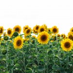 Польза нерафинированного подсолнечного масла