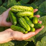 польза огурцов