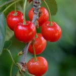 Польза вишни