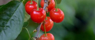 Польза вишни