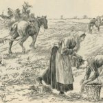 Потрясающие лечебные свойства картофеля о которых вы не знали...