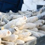 Правила выбора качественной рыбы - навага и ее полезные свойства