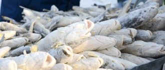 Правила выбора качественной рыбы - навага и ее полезные свойства