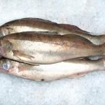 Признаки качественного судака