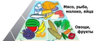Продукты из всех пищевых групп, список